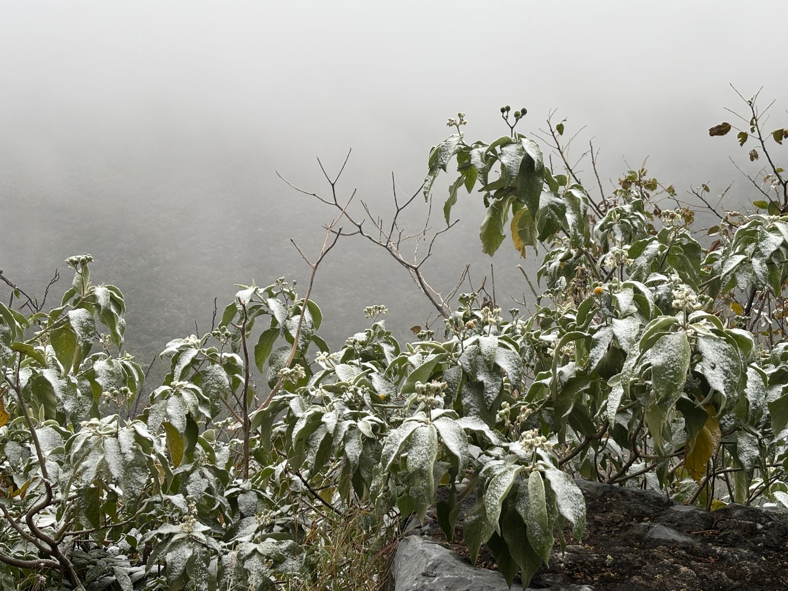 Manto blanco cubre la Sierra de Victoria