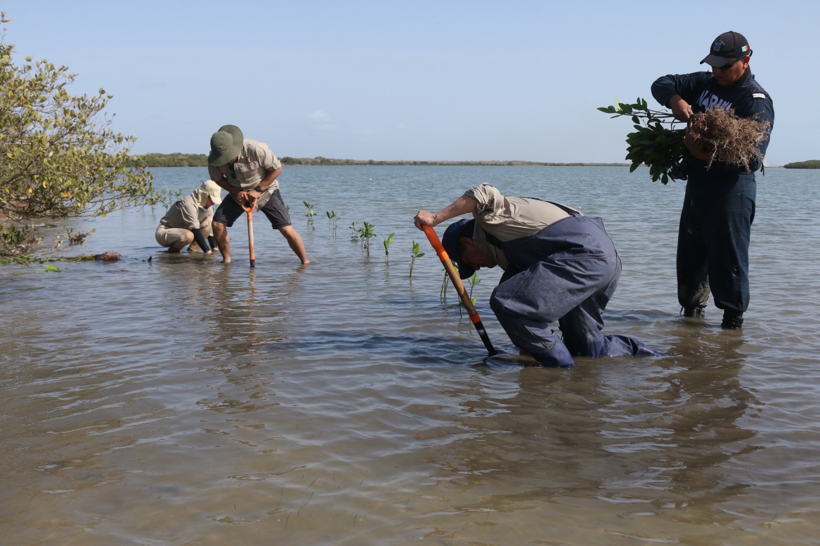 Transforma SEDUMA costas de Tamaulipas; avanza reforestación de mangle