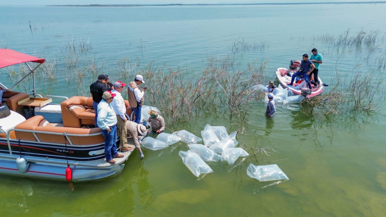 Siembran 30 mil lobinas en la presa Vicente Guerrero para impulsar la pesca deportiva