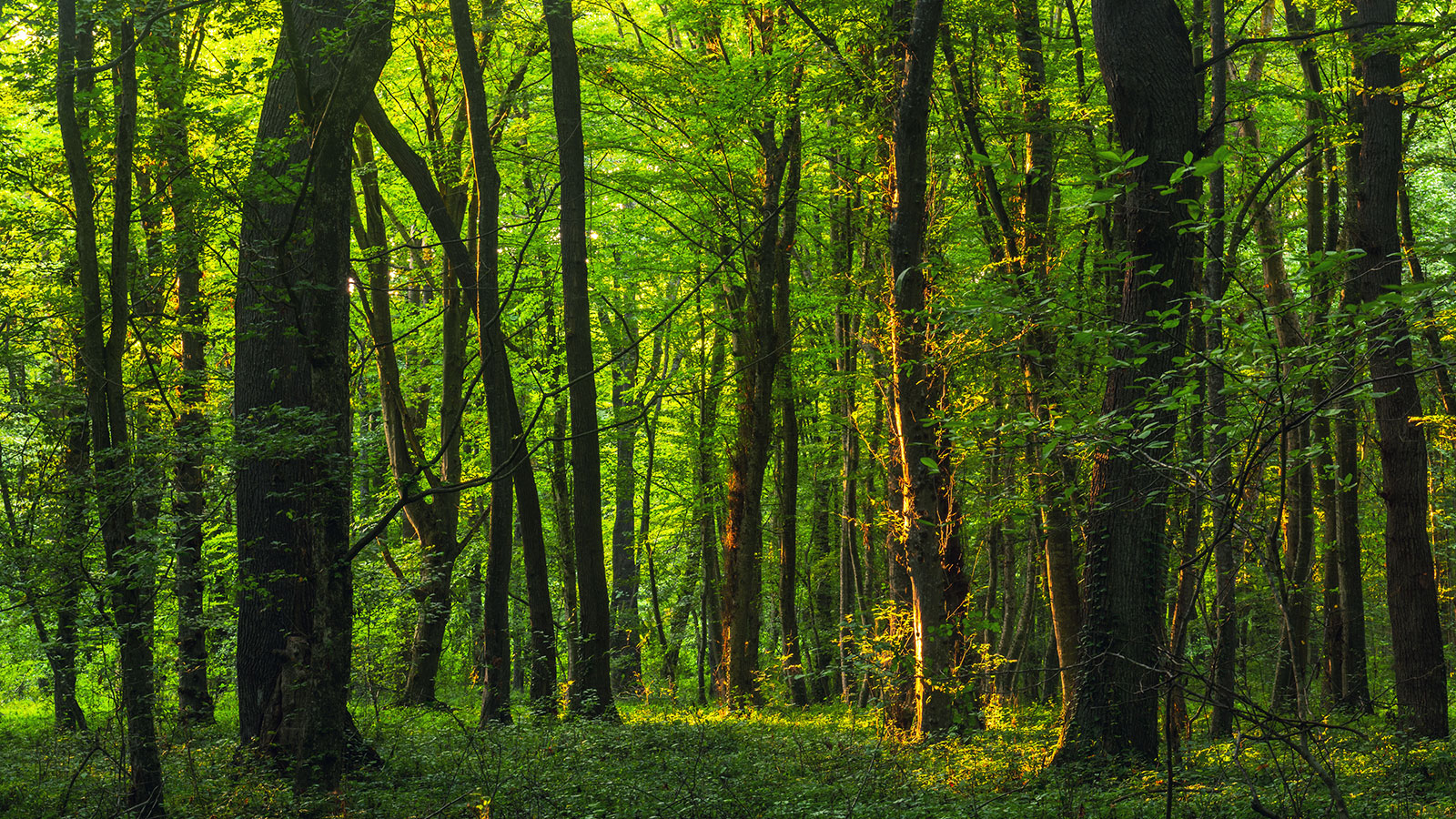 Caen apoyos para bosques en Tamaulipas