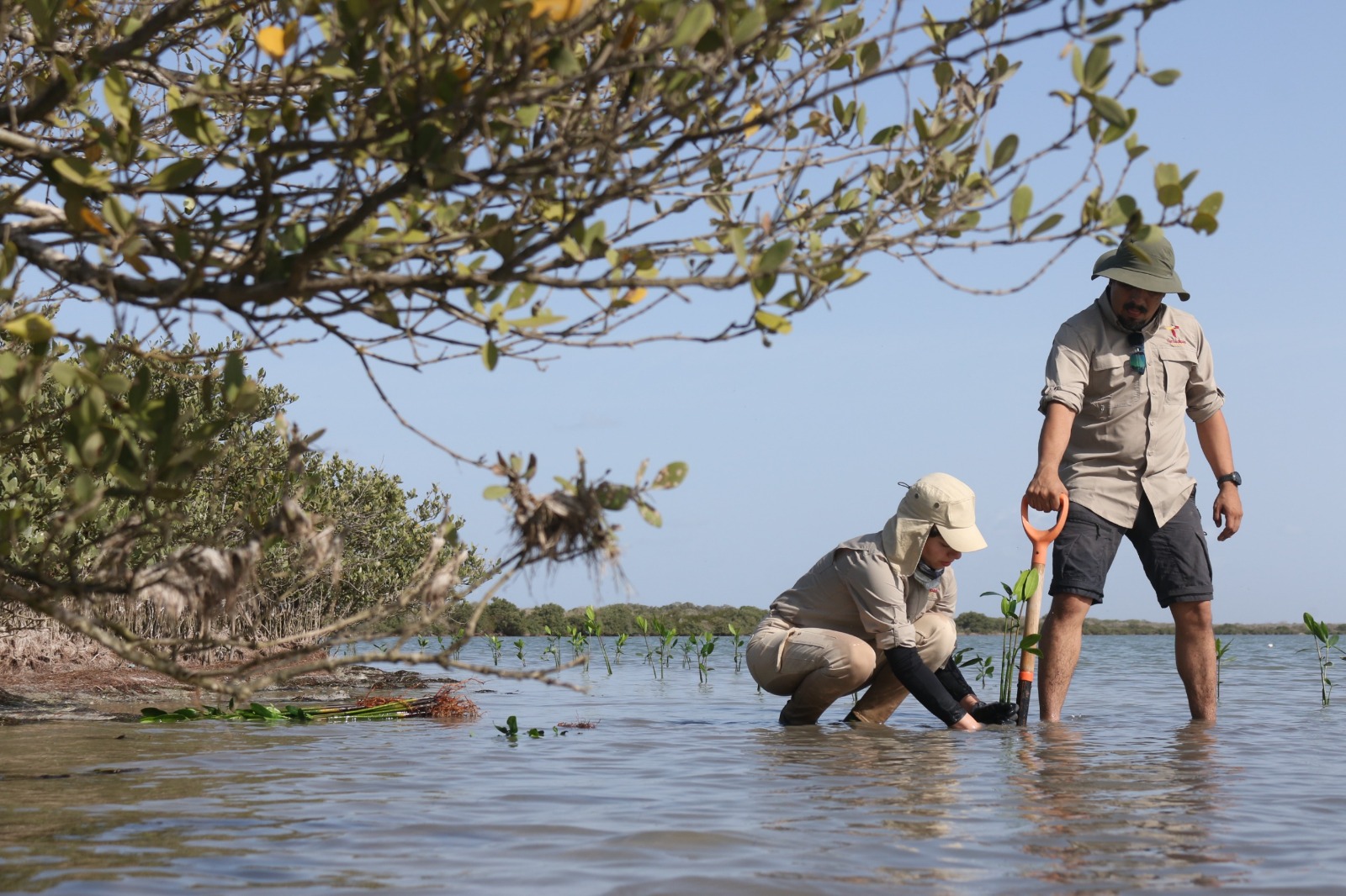 Para fortalecer economía local reforestan manglares en Soto la Marina