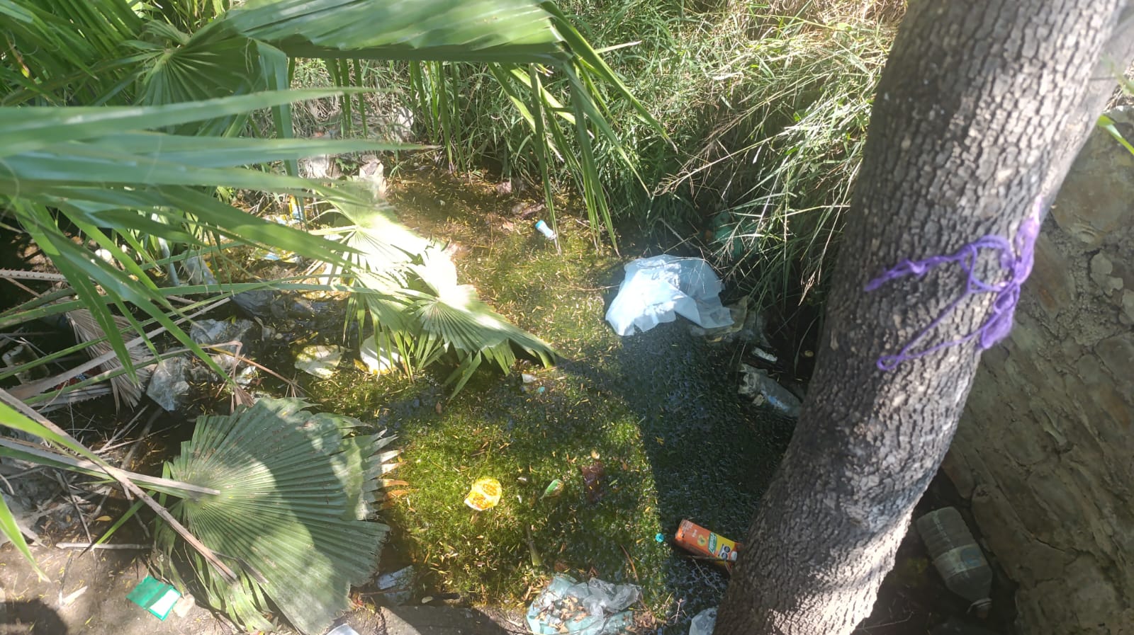 Basura contamina ríos y arroyos  de Ciudad Victoria