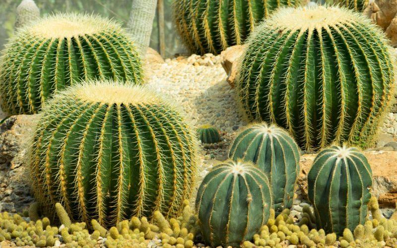 Impulsan acciones para frenar tráfico de cactáceas y otras especies en peligro en Tamaulipas