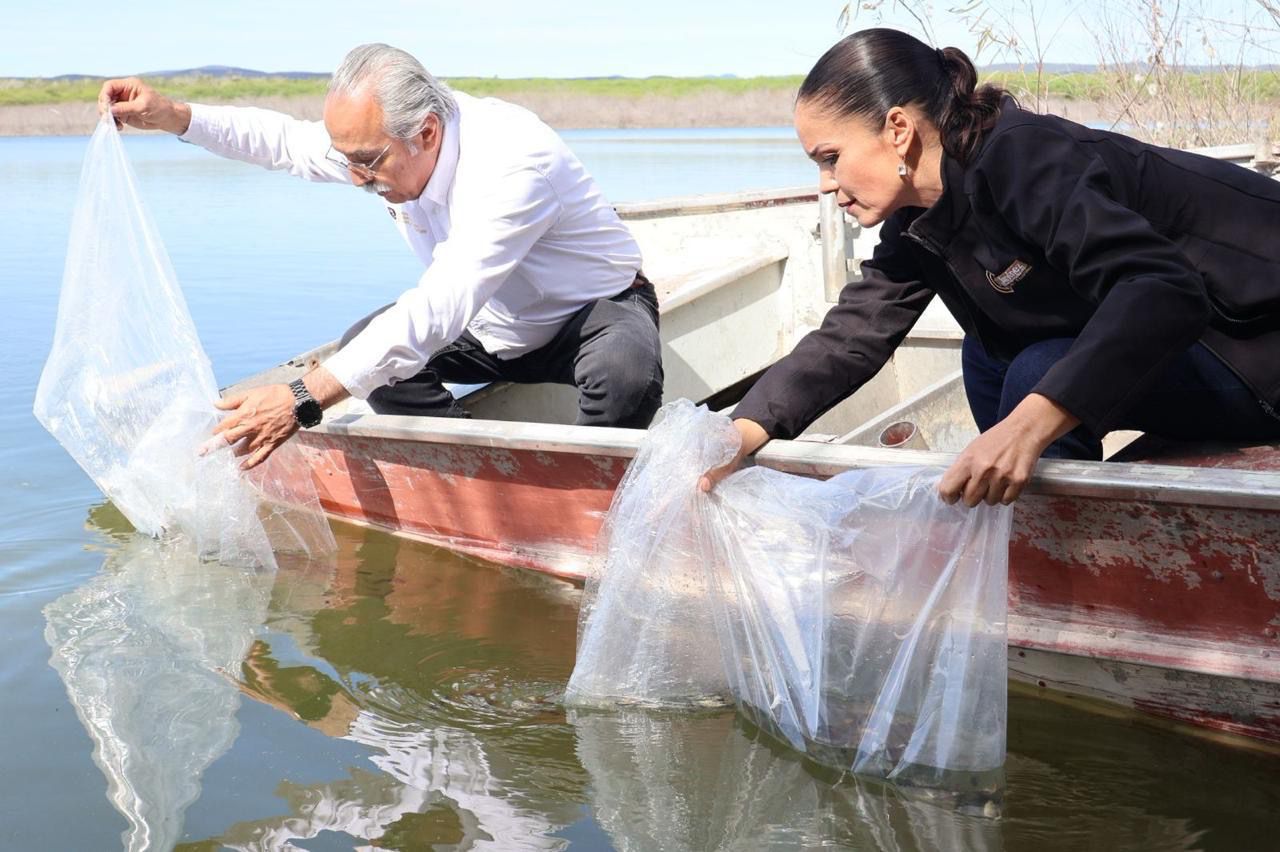 Siembran peces del Bienestar en presa de Jiménez, Tamaulipas