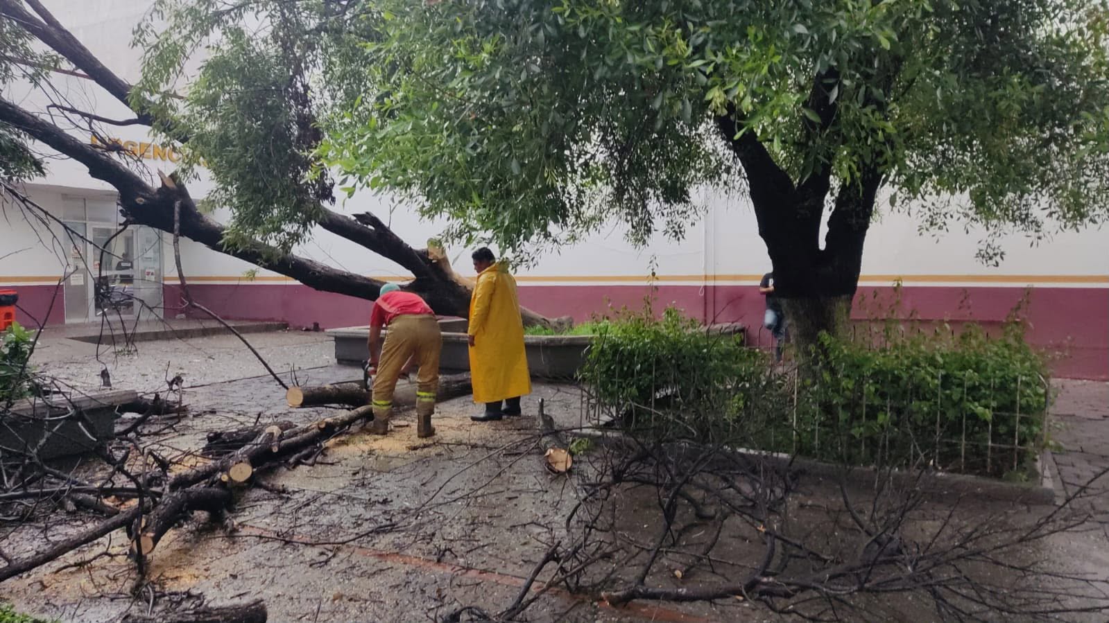 Lluvias derriban árboles y provocan incendio en vivienda en Victoria
